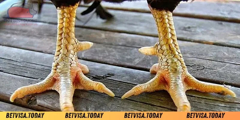 Cách Xem Vảy Gà Chọi – Bí Quyết Chọn Chiến Kê Xuất Sắc Cách xem vảy gà chọi tốt