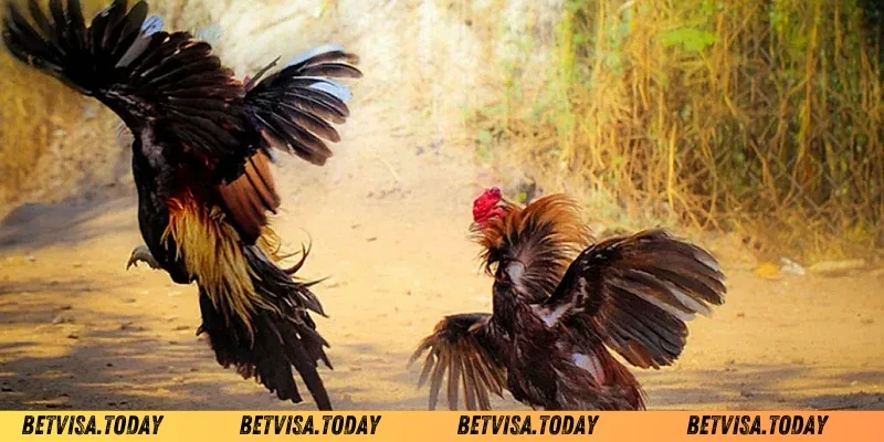 Cách tăng cân cho gà chọi trưởng thành