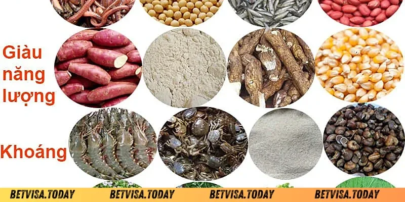 Ngũ Cốc Cho Gà Đá – Bí Quyết Tăng Độ Sung Mãn Cho Chiến Kê Công thức pha trộn ngũ cốc cho gà đá