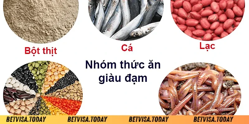 Ngũ Cốc Cho Gà Đá – Bí Quyết Tăng Độ Sung Mãn Cho Chiến Kê lưu ý khi pha trộn ngũ cốc