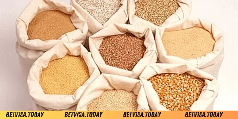 Ngũ Cốc Cho Gà Đá – Bí Quyết Tăng Độ Sung Mãn Cho Chiến Kê Ngũ Cốc Cho Gà Đá