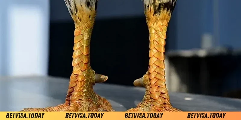 Cách Xem Vảy Gà Chọi – Bí Quyết Chọn Chiến Kê Xuất Sắc loại vảy gà không nên có