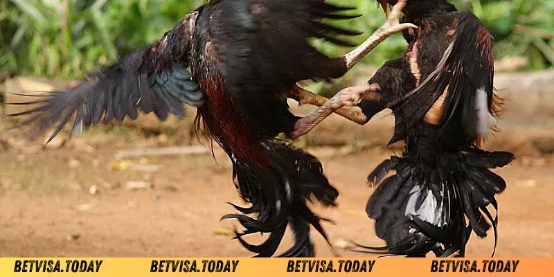 Cách Tăng Cân Cho Gà Chọi – Giúp Chiến Kê Sung Sức, Mạnh Mẽ Cách tăng cân cho gà chọi