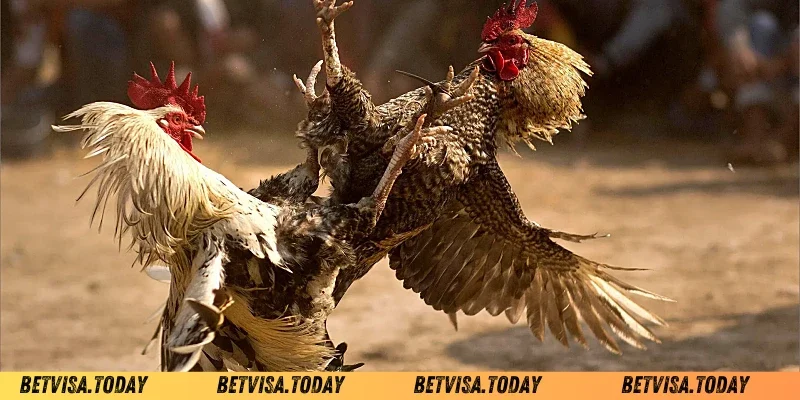 Cách Xem Vảy Gà Chọi – Bí Quyết Chọn Chiến Kê Xuất Sắc Vảy Ác Nghiệt Hổ Báo