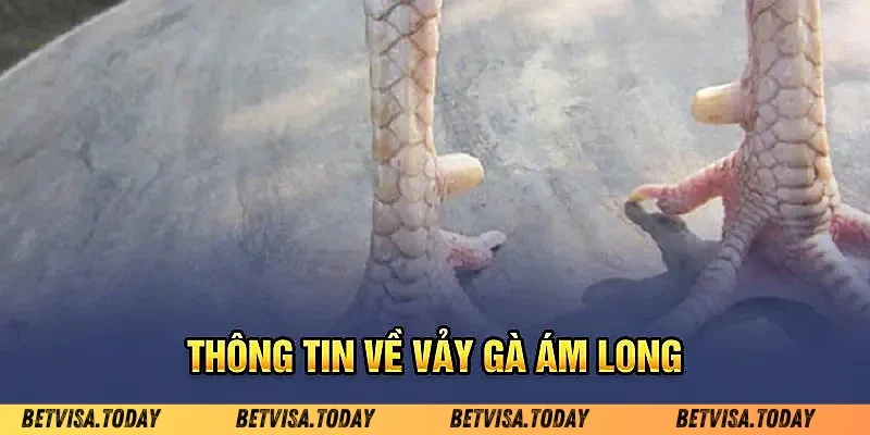 Cách Xem Vảy Gà Chọi – Bí Quyết Chọn Chiến Kê Xuất Sắc Vảy Ám Long