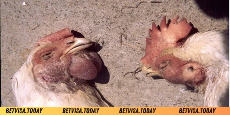 Gà Đá Bị Tái Mặt – Nguyên Nhân Và Cách Khắc Phục Hiệu Quả 04 nguyên nhân khiến gà đá bị tái mặt