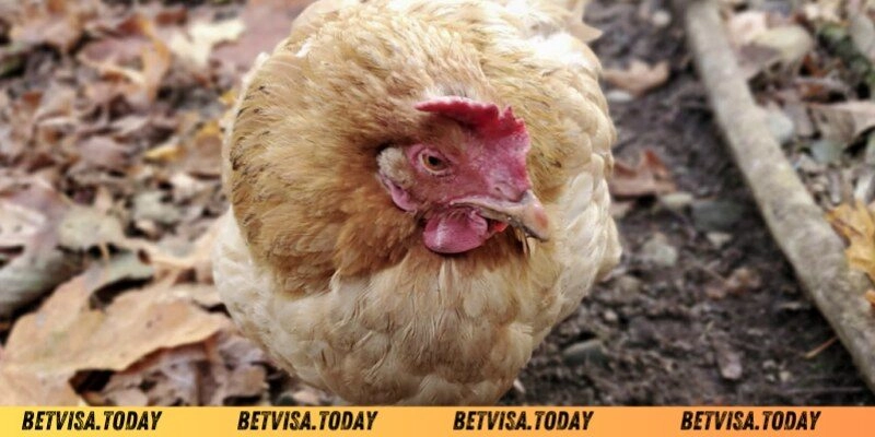 Gà Đá Bị Tái Mặt – Nguyên Nhân Và Cách Khắc Phục Hiệu Quả Biện pháp phòng bệnh gà đá bị tái mặt