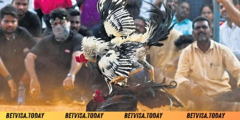 Cách Khắc Phục Gà Đá Nhanh Mệt - Bí Quyết Dành Cho Chiến Kê Biểu hiện thường thấy ở gà đá nhanh mệt