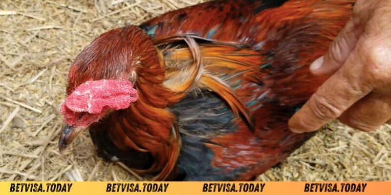 Gà Đá Bị Tái Mặt – Nguyên Nhân Và Cách Khắc Phục Hiệu Quả Biểu hiện và dấu hiệu gà đá bị tái mặt