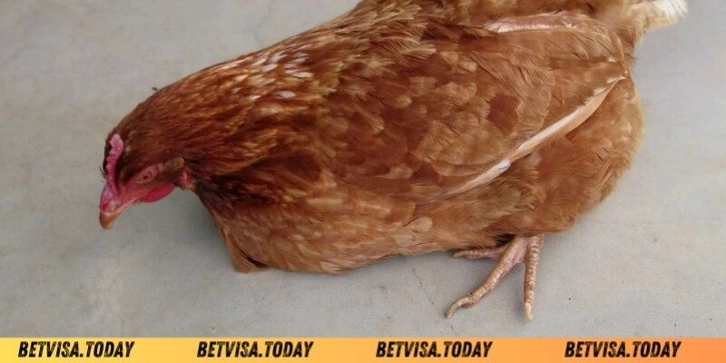 Gà Đá Bị Tái Mặt – Nguyên Nhân Và Cách Khắc Phục Hiệu Quả Cách chữa trị gà đá bị tái mặt không lo sợ chết