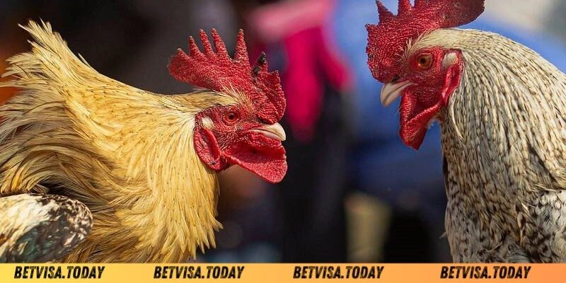 Mở Mỏ Cho Gà Đá – Bí Quyết Giúp Chiến Kê Sung Sức Và Lì Đòn Cách mở mỏ cho gà đá nhanh và an toàn