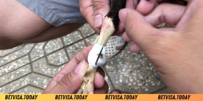 Cách Băng Cựa Gà - Bí Quyết Giúp Chiến Kê Ra Đòn Chuẩn Xác Hướng dẫn cách băng cựa gà chuẩn xác cho kê thủ