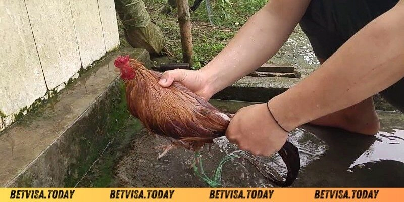 Làm Nước Cho Gà Chọi – Bí Quyết Giúp Chiến Kê Sung Mãn Lưu ý gì khi làm nước cho gà chọi?