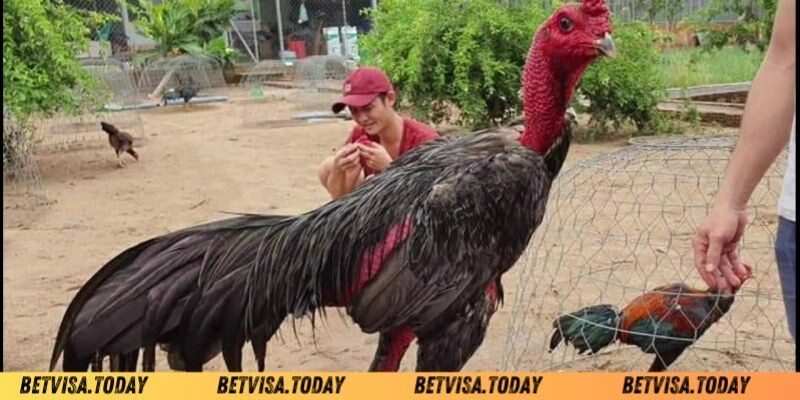 Mở Mỏ Cho Gà Đá – Bí Quyết Giúp Chiến Kê Sung Sức Và Lì Đòn Những bài tập luyện và kế hoạch cho chiến kê