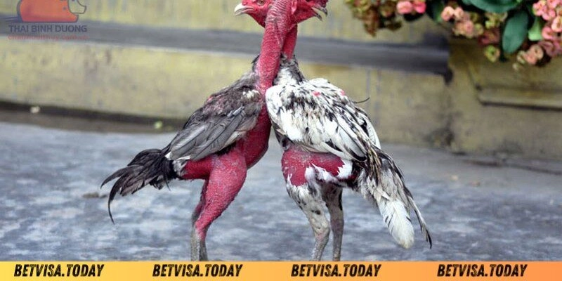 Cách Khắc Phục Gà Đá Nhanh Mệt - Bí Quyết Dành Cho Chiến Kê Những cách khắc phục gà đá nhanh mệt cực hay