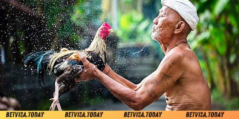 Làm Nước Cho Gà Chọi – Bí Quyết Giúp Chiến Kê Sung Mãn Những cách làm nước cho gà chọi hiệu quả