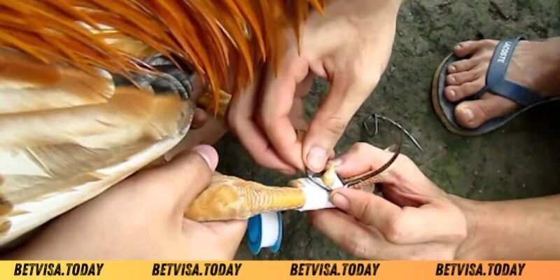 Cách Băng Cựa Gà - Bí Quyết Giúp Chiến Kê Ra Đòn Chuẩn Xác Sai lầm thường mắc phải khi cách băng cựa gà