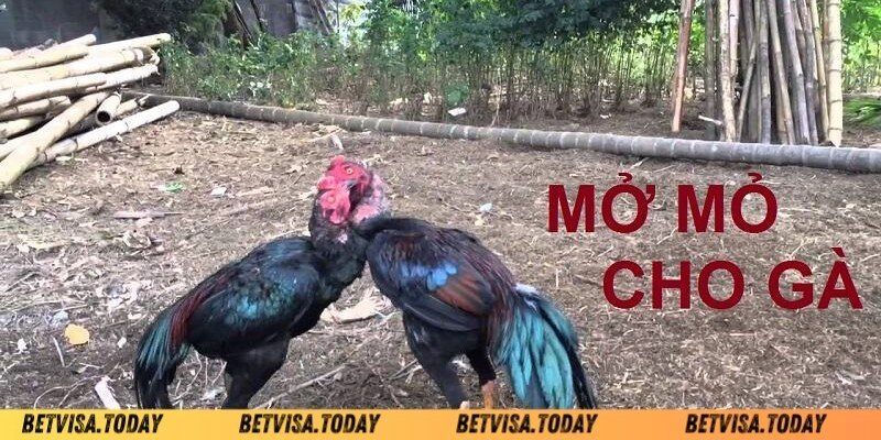 Mở Mỏ Cho Gà Đá – Bí Quyết Giúp Chiến Kê Sung Sức Và Lì Đòn Tại sao lại mở mỏ cho gà đá?