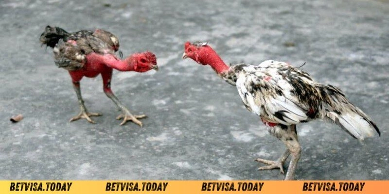 Cách Khắc Phục Gà Đá Nhanh Mệt - Bí Quyết Dành Cho Chiến Kê Tổng hợp các nguyên nhân dẫn đến gà đá nhanh mệt