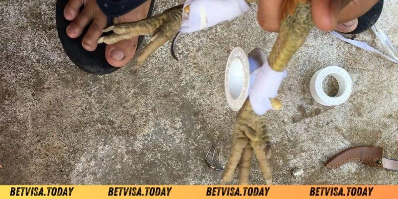 Cách Băng Cựa Gà - Bí Quyết Giúp Chiến Kê Ra Đòn Chuẩn Xác Vì sao kê thủ lại tìm hiểu cách băng cựa gà?